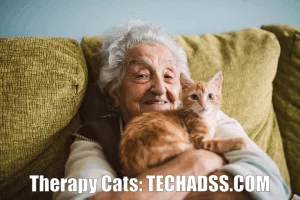 Therapy Cats